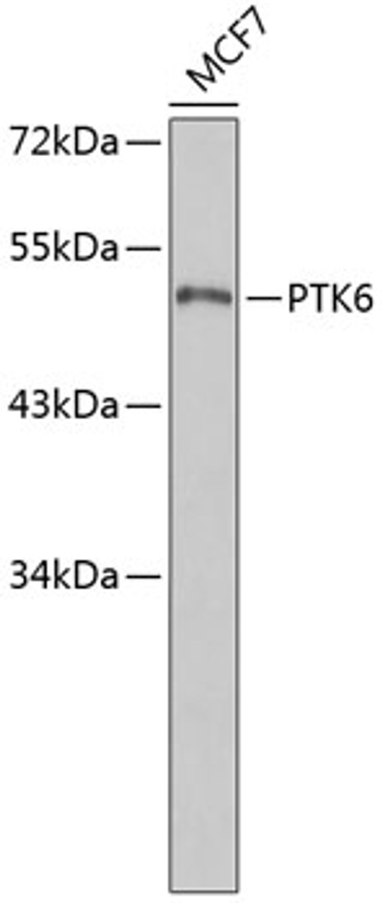 Western blot analysis of extracts of MCF-7 cells, using PTK6 antibody (19-112) .<br/>Secondary antibody: HRP Goat Anti-Rabbit IgG (H+L) at 1:10000 dilution.<br/>Lysates/proteins: 25ug per lane.<br/>Blocking buffer: 3% nonfat dry milk in TBST.