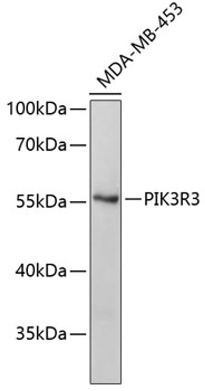 Western blot analysis of extracts of MDA-MB-453 cells, using PIK3R3 antibody (19-121) .<br/>Secondary antibody: HRP Goat Anti-Rabbit IgG (H+L) at 1:10000 dilution.<br/>Lysates/proteins: 25ug per lane.<br/>Blocking buffer: 3% nonfat dry milk in TBST.