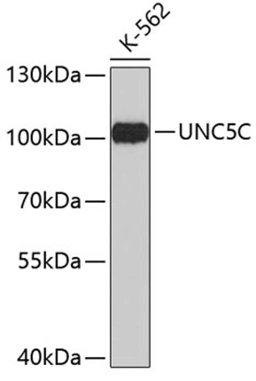 Western blot analysis of extracts of K-562 cells, using UNC5C antibody (19-122) .<br/>Secondary antibody: HRP Goat Anti-Rabbit IgG (H+L) at 1:10000 dilution.<br/>Lysates/proteins: 25ug per lane.<br/>Blocking buffer: 3% nonfat dry milk in TBST.