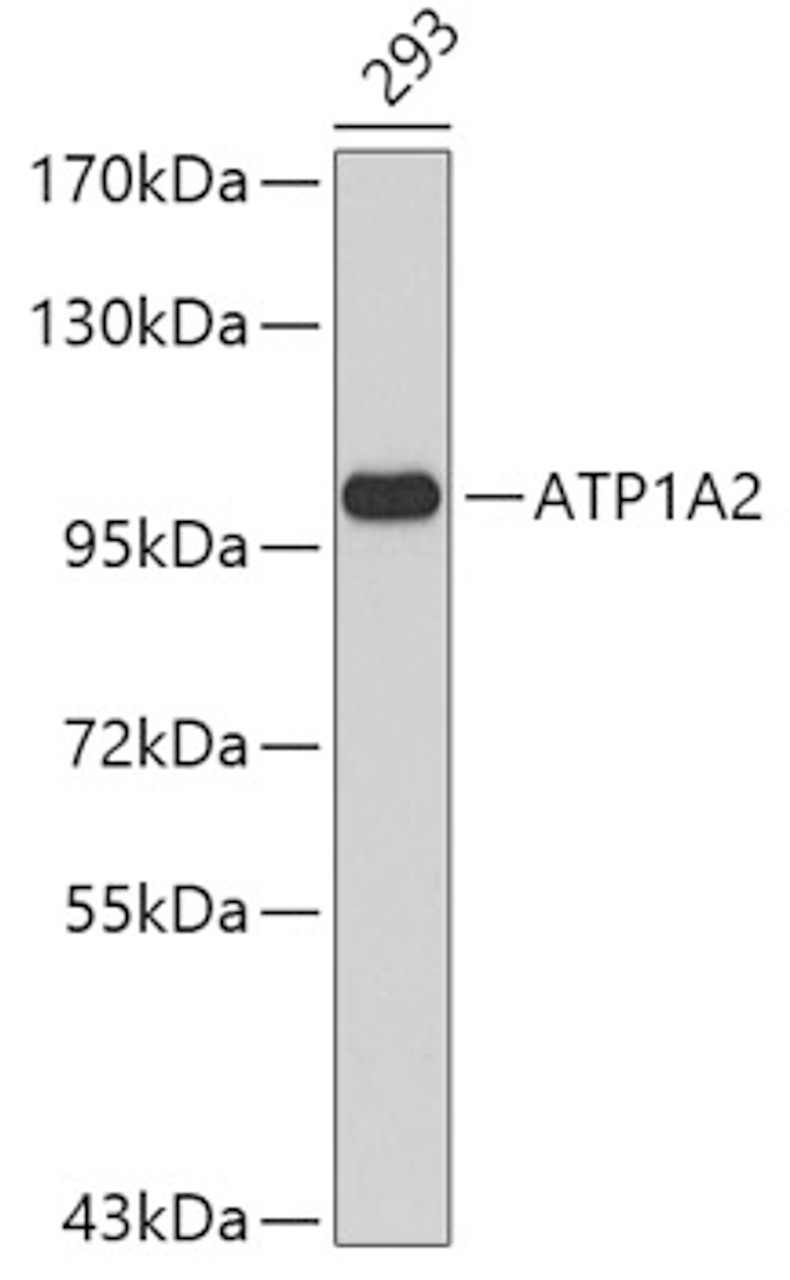 Western blot analysis of extracts of 293 cells, using ATP1A2 antibody (19-145) .<br/>Secondary antibody: HRP Goat Anti-Rabbit IgG (H+L) at 1:10000 dilution.<br/>Lysates/proteins: 25ug per lane.<br/>Blocking buffer: 3% nonfat dry milk in TBST.