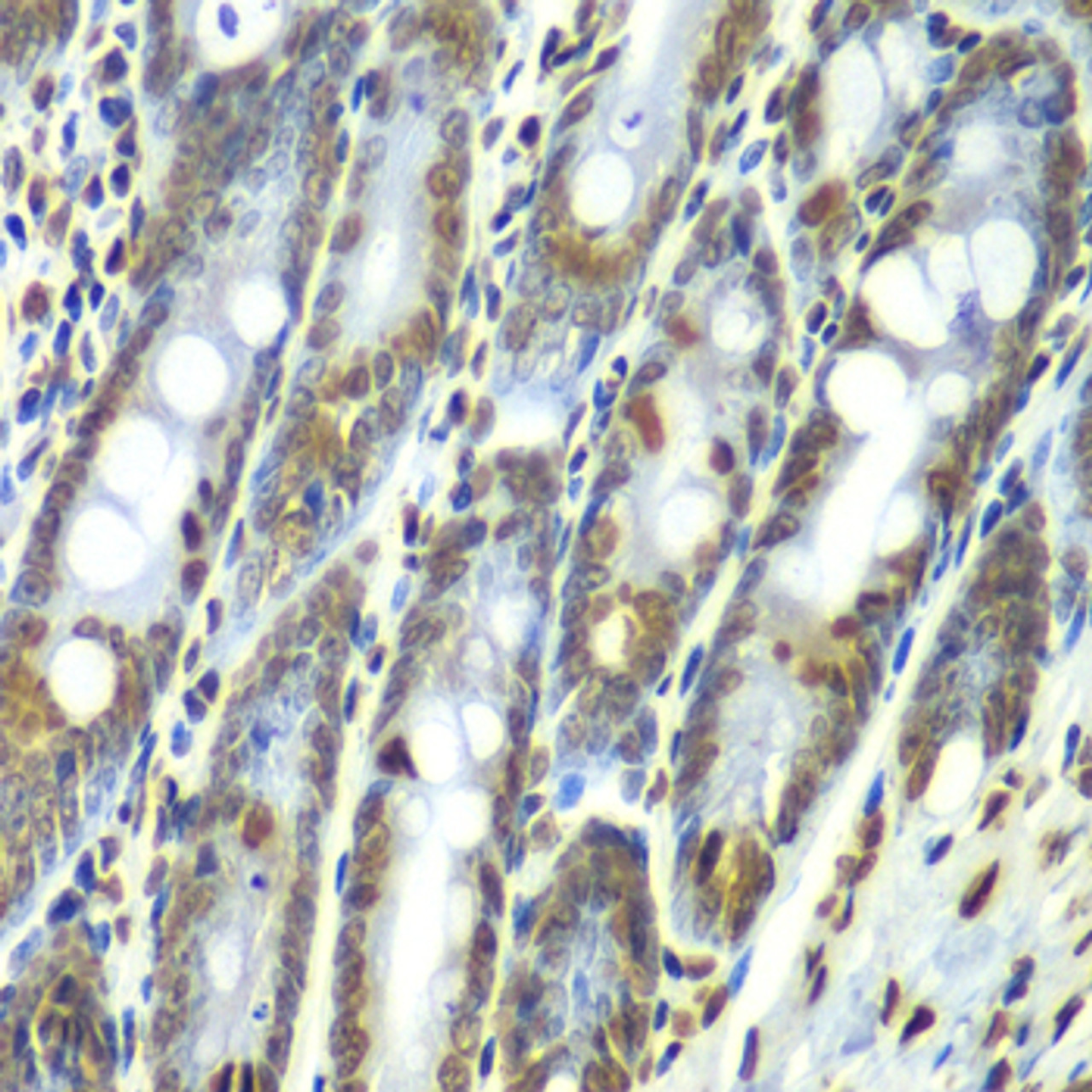 Immunohistochemistry of paraffin-embedded rat Intestine using SEPT7 antibody (19-158) at dilution of 1:100 (40x lens) .