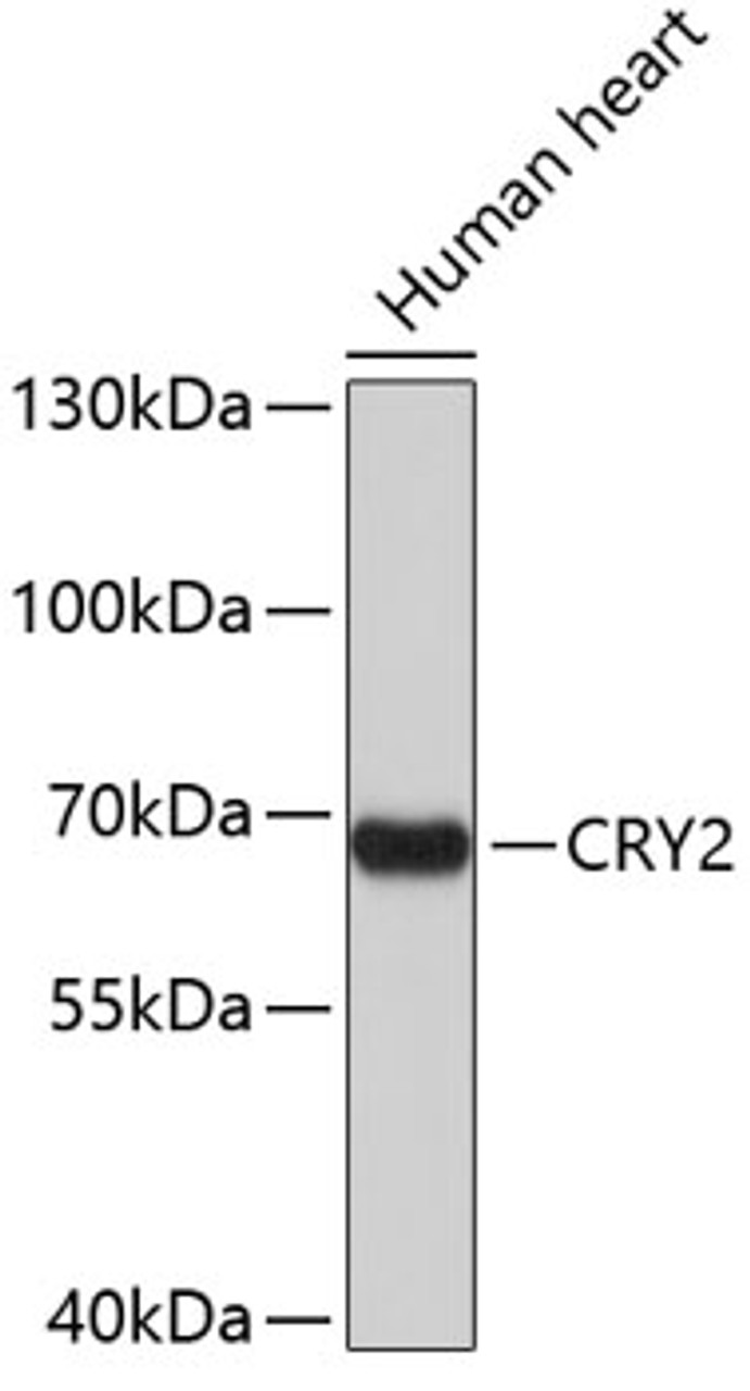 Western blot analysis of extracts of human heart, using CRY2 antibody (19-167) .<br/>Secondary antibody: HRP Goat Anti-Rabbit IgG (H+L) at 1:10000 dilution.<br/>Lysates/proteins: 25ug per lane.<br/>Blocking buffer: 3% nonfat dry milk in TBST.