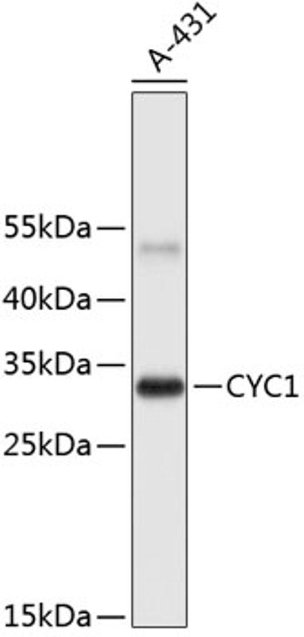 Western blot analysis of extracts of A-431 cells, using CYC1 antibody (19-171) .<br/>Secondary antibody: HRP Goat Anti-Rabbit IgG (H+L) at 1:10000 dilution.<br/>Lysates/proteins: 25ug per lane.<br/>Blocking buffer: 3% nonfat dry milk in TBST.