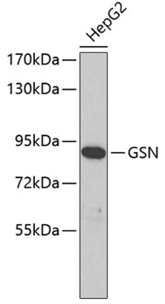 Western blot analysis of extracts of HepG2 cells, using GSN antibody (19-206) .<br/>Secondary antibody: HRP Goat Anti-Rabbit IgG (H+L) at 1:10000 dilution.<br/>Lysates/proteins: 25ug per lane.<br/>Blocking buffer: 3% nonfat dry milk in TBST.