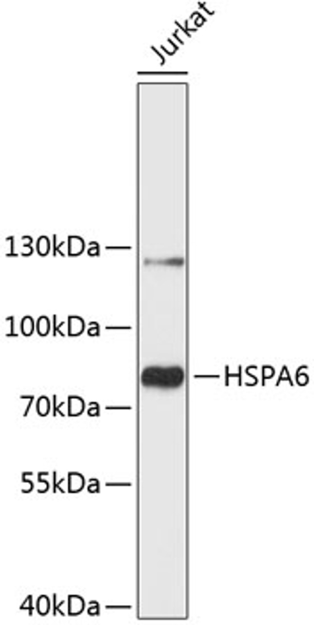 Western blot analysis of extracts of Jurkat cells, using HSPA6 antibody (19-213) .<br/>Secondary antibody: HRP Goat Anti-Rabbit IgG (H+L) at 1:10000 dilution.<br/>Lysates/proteins: 25ug per lane.<br/>Blocking buffer: 3% nonfat dry milk in TBST.