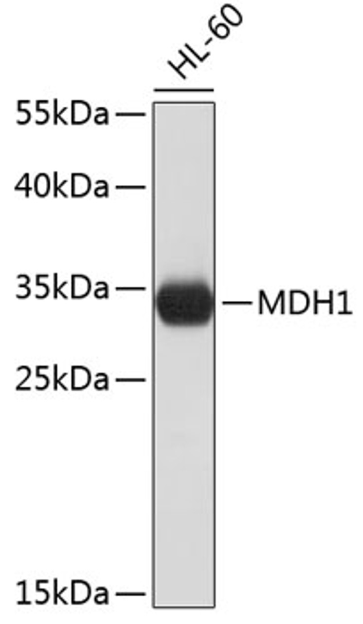 Western blot analysis of extracts of HL-60 cells, using MDH1 antibody (19-226) .<br/>Secondary antibody: HRP Goat Anti-Rabbit IgG (H+L) at 1:10000 dilution.<br/>Lysates/proteins: 25ug per lane.<br/>Blocking buffer: 3% nonfat dry milk in TBST.