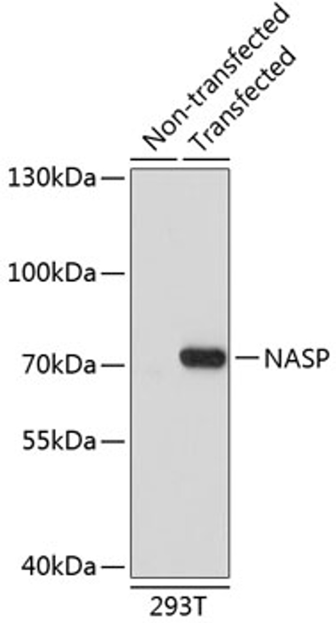 Western blot analysis of extracts of 293T cells, using NASP antibody (19-233) .<br/>Secondary antibody: HRP Goat Anti-Rabbit IgG (H+L) at 1:10000 dilution.<br/>Lysates/proteins: 25ug per lane.<br/>Blocking buffer: 3% nonfat dry milk in TBST.