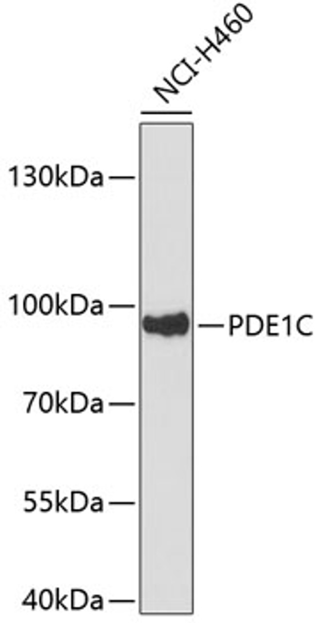 Western blot analysis of extracts of NCI-H460 cells, using PDE1C antibody (19-244) .<br/>Secondary antibody: HRP Goat Anti-Rabbit IgG (H+L) at 1:10000 dilution.<br/>Lysates/proteins: 25ug per lane.<br/>Blocking buffer: 3% nonfat dry milk in TBST.