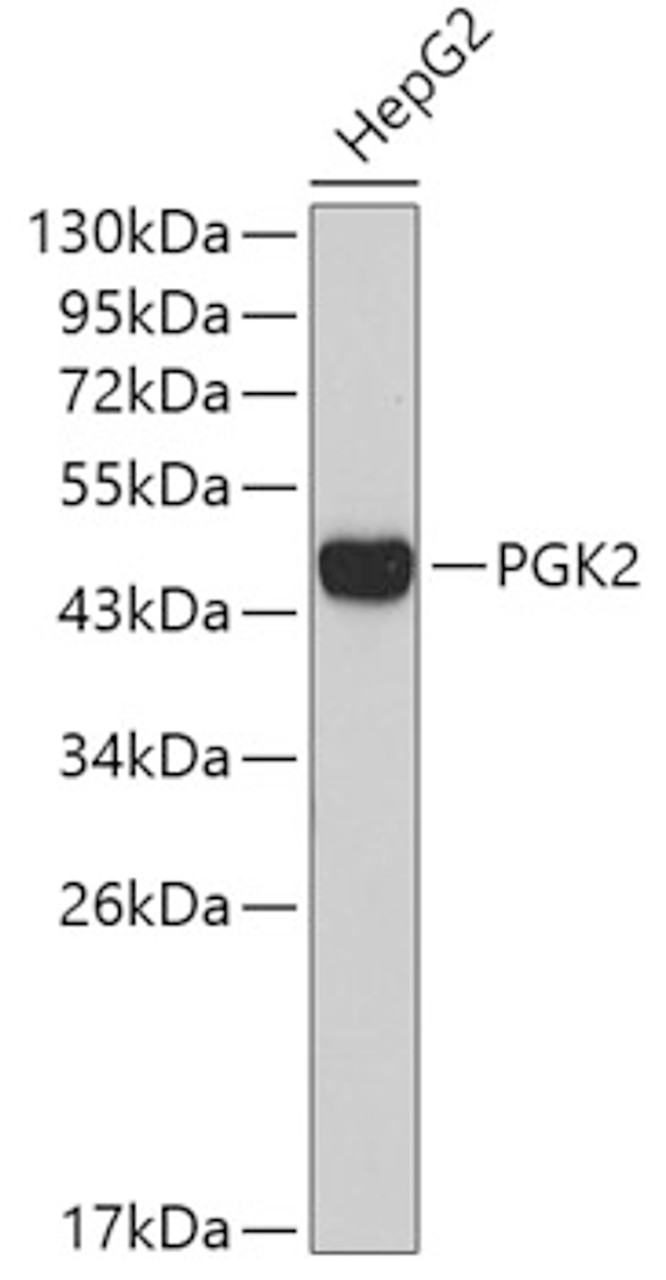 Western blot analysis of extracts of HepG2 cells, using PGK2 antibody (19-248) .<br/>Secondary antibody: HRP Goat Anti-Rabbit IgG (H+L) at 1:10000 dilution.<br/>Lysates/proteins: 25ug per lane.<br/>Blocking buffer: 3% nonfat dry milk in TBST.
