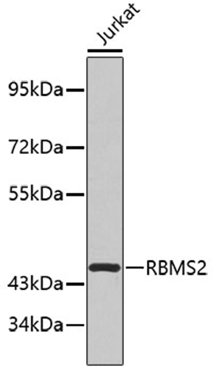 Western blot analysis of extracts of Jurkat cells, using RBMS2 antibody (19-268) .<br/>Secondary antibody: HRP Goat Anti-Rabbit IgG (H+L) at 1:10000 dilution.<br/>Lysates/proteins: 25ug per lane.<br/>Blocking buffer: 3% nonfat dry milk in TBST.