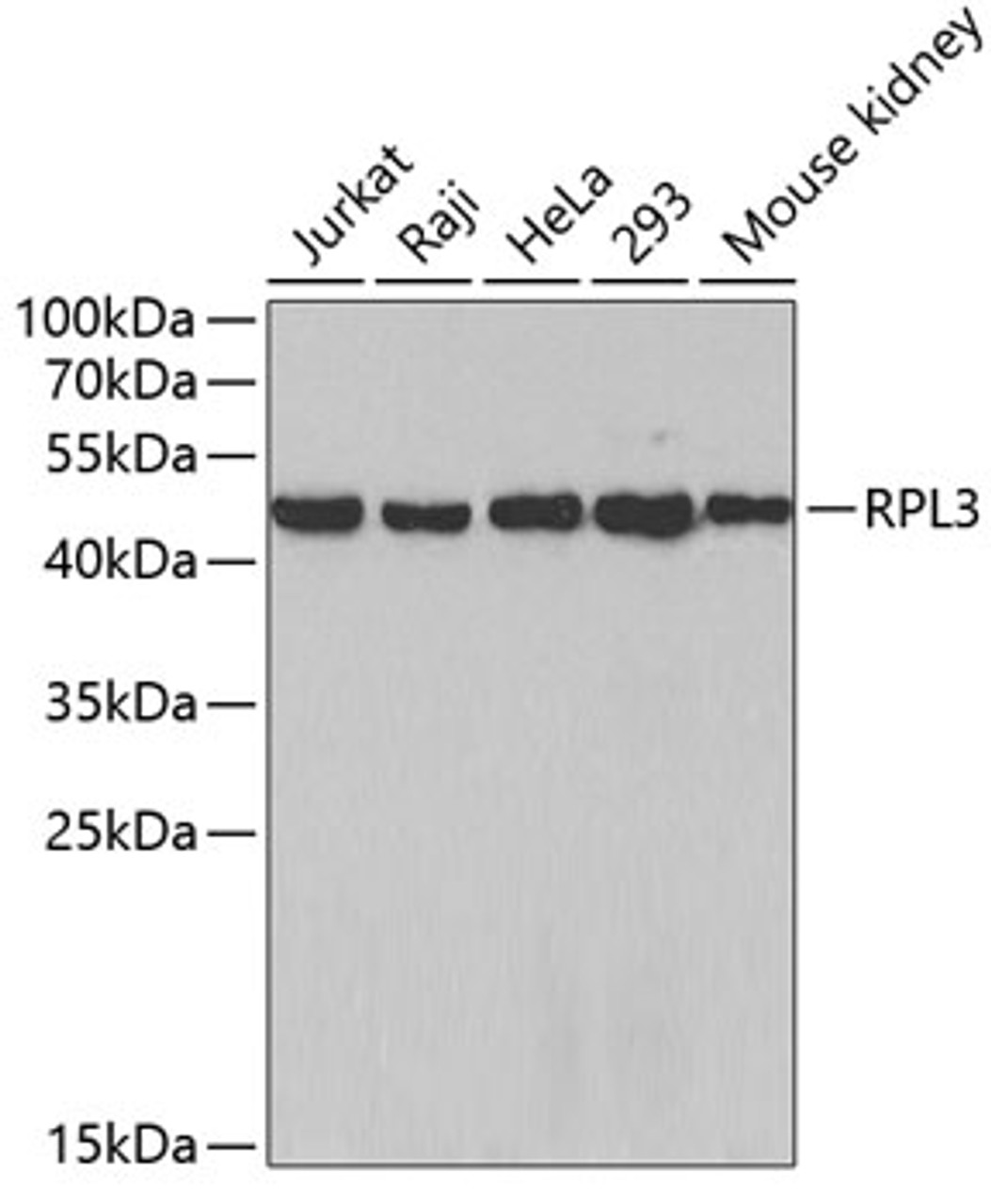 Western blot analysis of extracts of various cell lines, using RPL3 antibody (19-273) .<br/>Secondary antibody: HRP Goat Anti-Rabbit IgG (H+L) at 1:10000 dilution.<br/>Lysates/proteins: 25ug per lane.<br/>Blocking buffer: 3% nonfat dry milk in TBST.