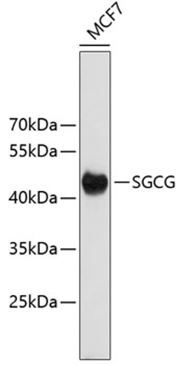Western blot analysis of extracts of MCF-7 cells, using SGCG antibody (19-282) .<br/>Secondary antibody: HRP Goat Anti-Rabbit IgG (H+L) at 1:10000 dilution.<br/>Lysates/proteins: 25ug per lane.<br/>Blocking buffer: 3% nonfat dry milk in TBST.