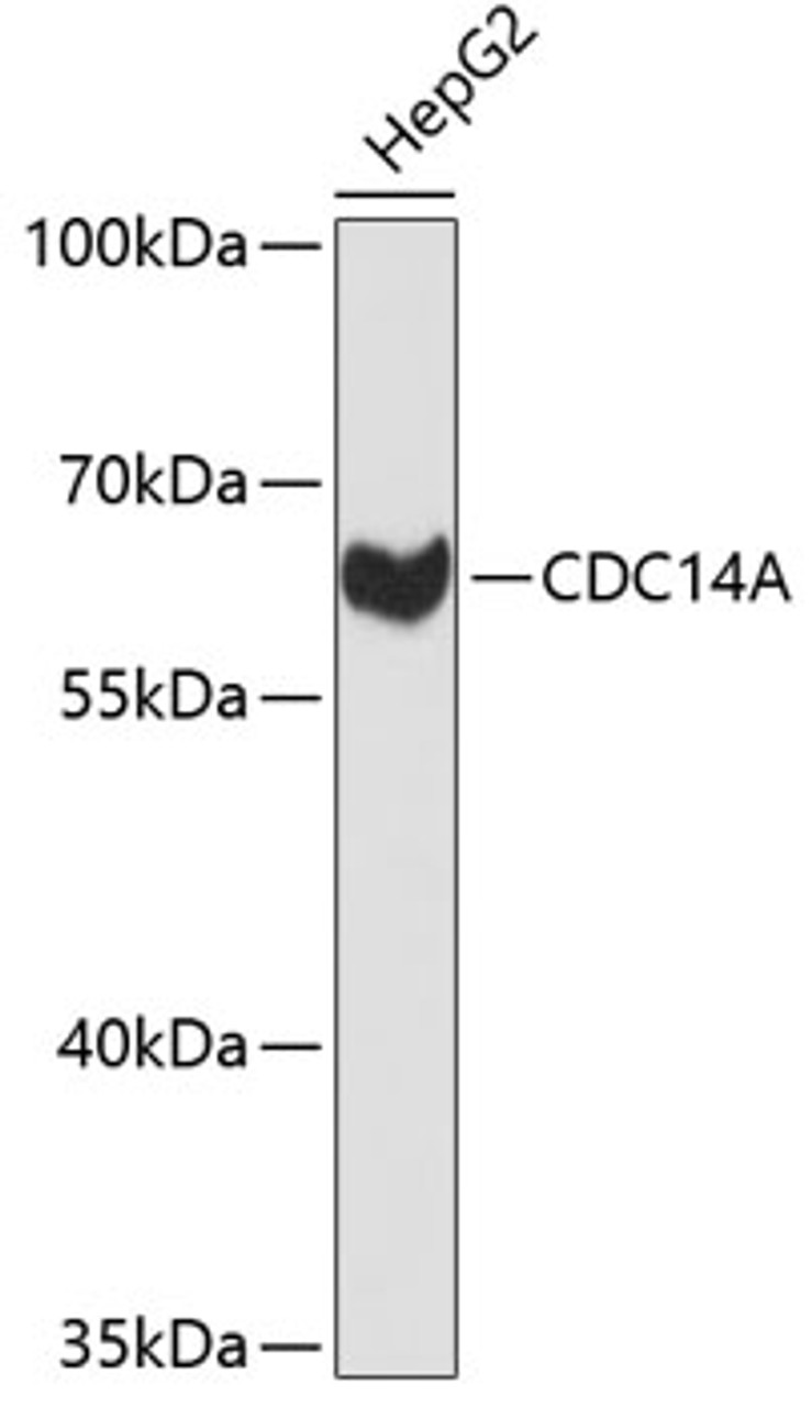 Western blot analysis of extracts of HepG2 cells, using CDC14A antibody (19-313) .<br/>Secondary antibody: HRP Goat Anti-Rabbit IgG (H+L) at 1:10000 dilution.<br/>Lysates/proteins: 25ug per lane.<br/>Blocking buffer: 3% nonfat dry milk in TBST.