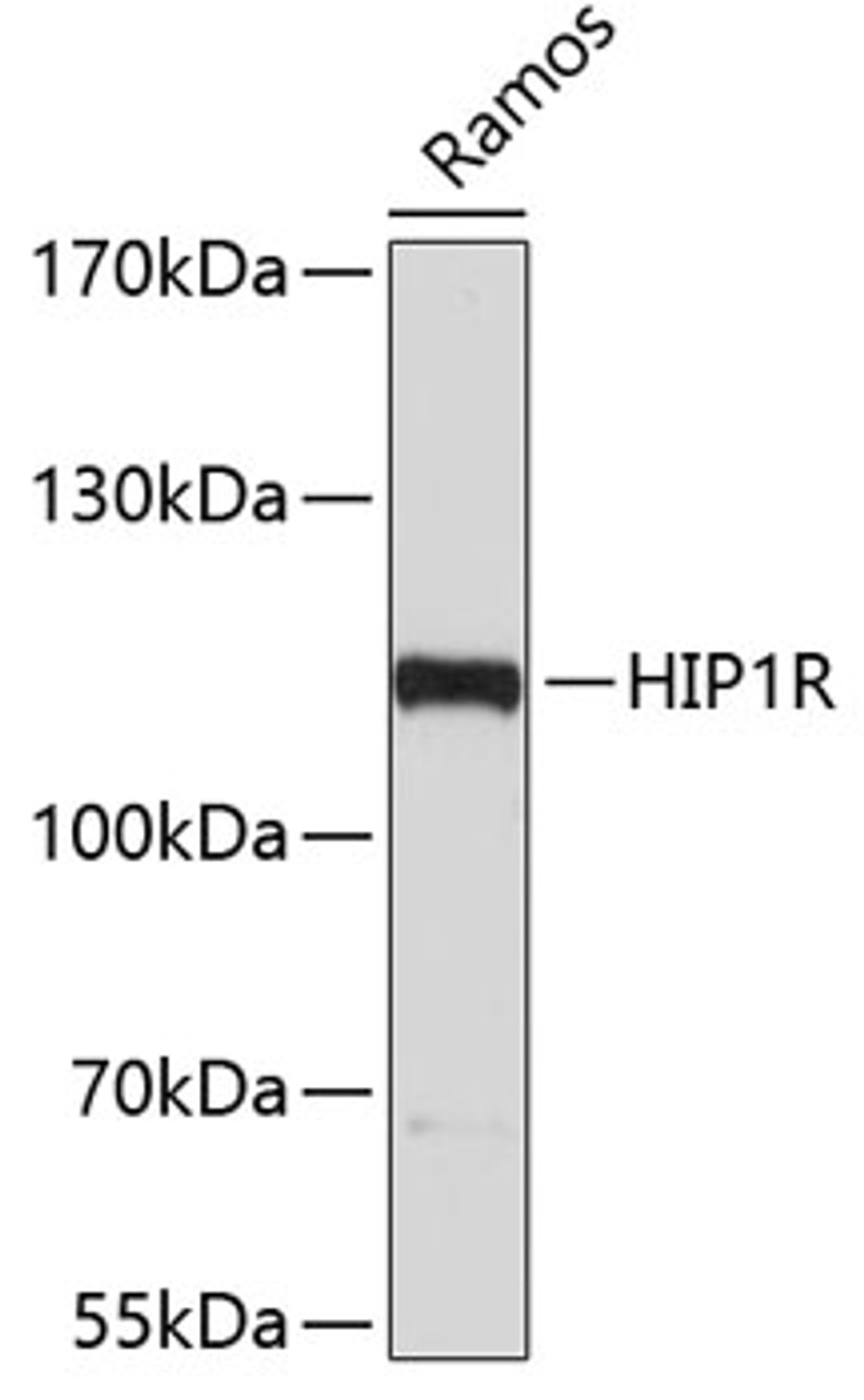 Western blot analysis of extracts of Ramos cells, using HIP1R antibody (19-322) .<br/>Secondary antibody: HRP Goat Anti-Rabbit IgG (H+L) at 1:10000 dilution.<br/>Lysates/proteins: 25ug per lane.<br/>Blocking buffer: 3% nonfat dry milk in TBST.