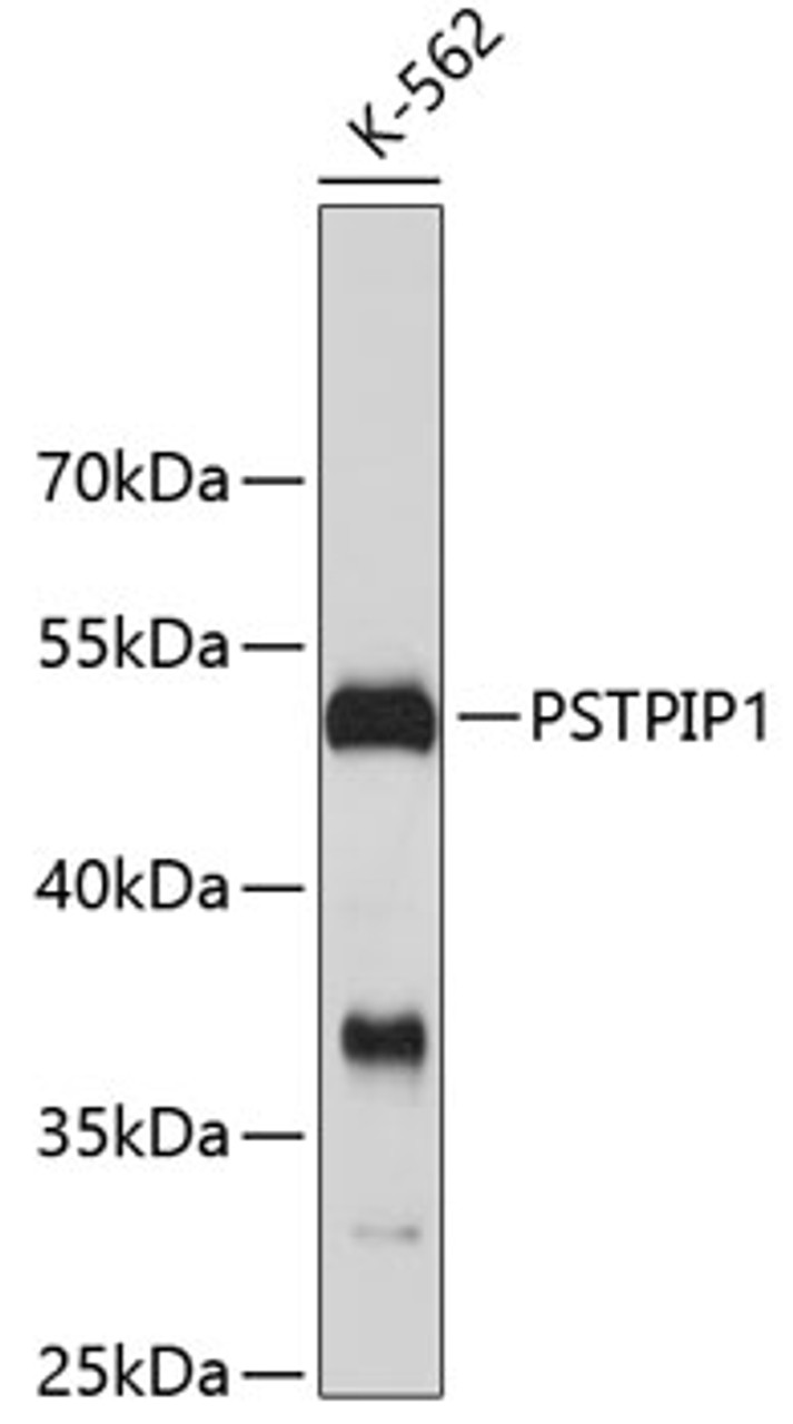 Western blot analysis of extracts of K-562 cells, using PSTPIP1 antibody (19-323) .<br/>Secondary antibody: HRP Goat Anti-Rabbit IgG (H+L) at 1:10000 dilution.<br/>Lysates/proteins: 25ug per lane.<br/>Blocking buffer: 3% nonfat dry milk in TBST.