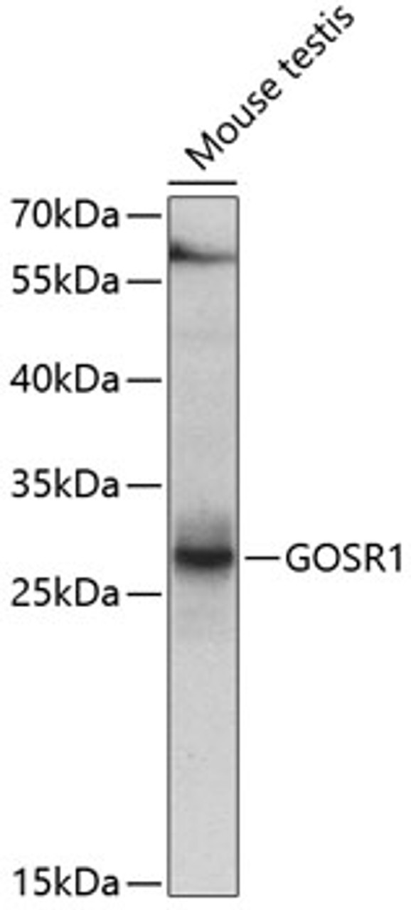 Western blot analysis of extracts of mouse testis, using GOSR1 antibody (19-339) at 1:1000 dilution._Secondary antibody: HRP Goat Anti-Rabbit IgG (H+L) at 1:10000 dilution._Lysates/proteins: 25ug per lane._Blocking buffer: 3% nonfat dry milk in TBST._Detection: ECL Enhanced Kit._Exposure time: 15s.