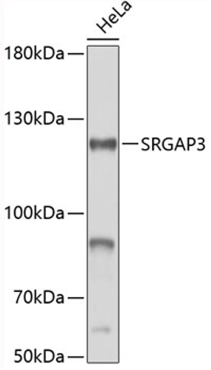 Western blot analysis of extracts of HeLa cells, using SRGAP3 antibody (19-351) .<br/>Secondary antibody: HRP Goat Anti-Rabbit IgG (H+L) at 1:10000 dilution.<br/>Lysates/proteins: 25ug per lane.<br/>Blocking buffer: 3% nonfat dry milk in TBST.