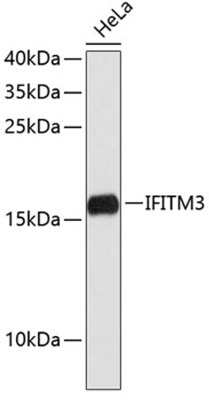 Western blot analysis of extracts of HeLa cells, using IFITM3 antibody (19-361) .<br/>Secondary antibody: HRP Goat Anti-Rabbit IgG (H+L) at 1:10000 dilution.<br/>Lysates/proteins: 25ug per lane.<br/>Blocking buffer: 3% nonfat dry milk in TBST.