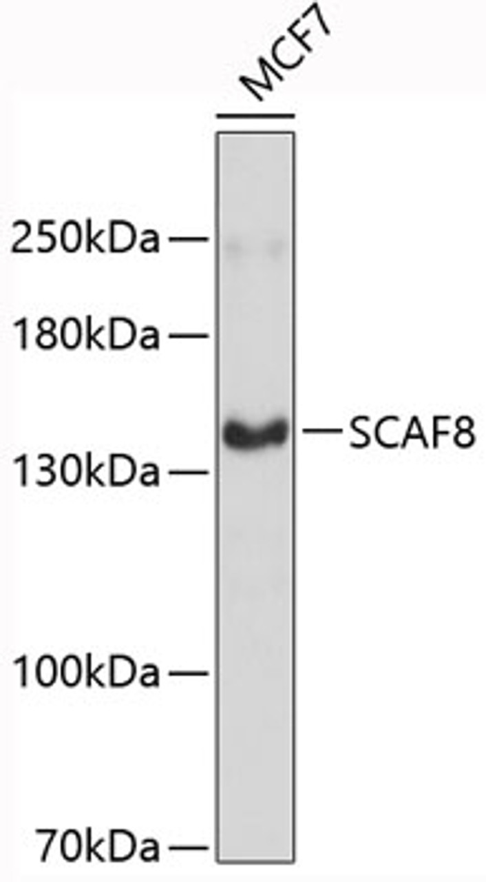 Western blot analysis of extracts of MCF-7 cells, using SCAF8 antibody (19-400) .<br/>Secondary antibody: HRP Goat Anti-Rabbit IgG (H+L) at 1:10000 dilution.<br/>Lysates/proteins: 25ug per lane.<br/>Blocking buffer: 3% nonfat dry milk in TBST.