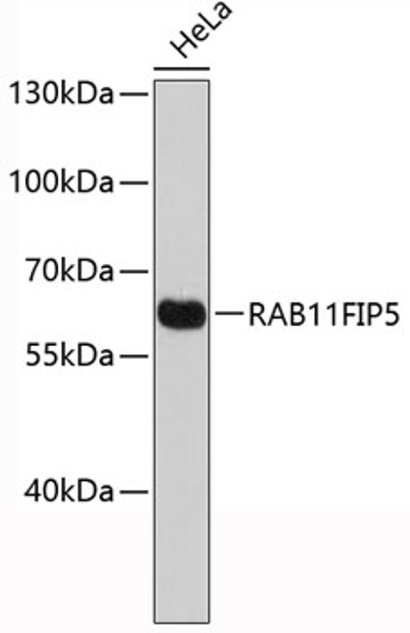 Western blot analysis of extracts of HeLa cells, using RAB11FIP5 antibody (19-425) .<br/>Secondary antibody: HRP Goat Anti-Rabbit IgG (H+L) at 1:10000 dilution.<br/>Lysates/proteins: 25ug per lane.<br/>Blocking buffer: 3% nonfat dry milk in TBST.