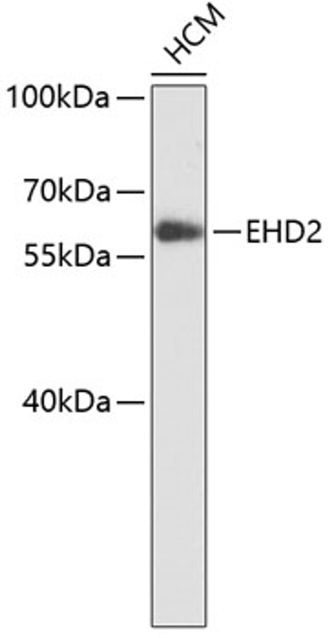 Western blot analysis of extracts of HCM cells, using EHD2 antibody (19-444) .<br/>Secondary antibody: HRP Goat Anti-Rabbit IgG (H+L) at 1:10000 dilution.<br/>Lysates/proteins: 25ug per lane.<br/>Blocking buffer: 3% nonfat dry milk in TBST.