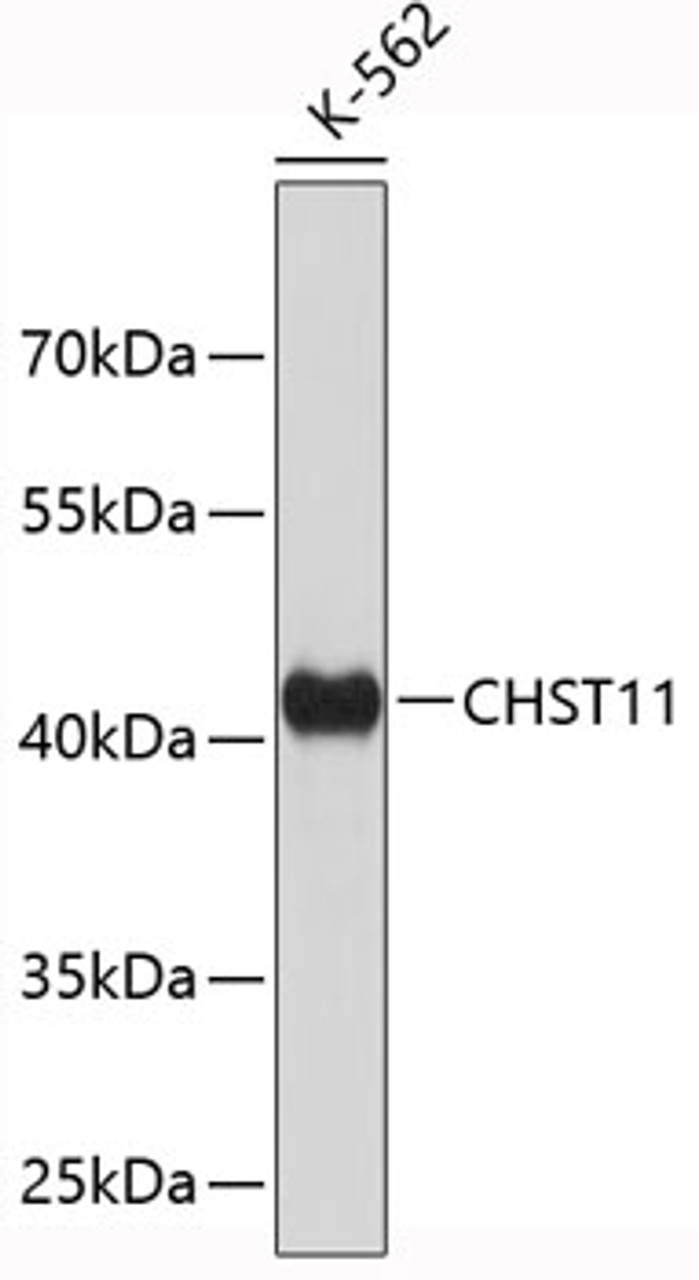 Western blot analysis of extracts of K-562 cells, using CHST11 antibody (19-445) .<br/>Secondary antibody: HRP Goat Anti-Rabbit IgG (H+L) at 1:10000 dilution.<br/>Lysates/proteins: 25ug per lane.<br/>Blocking buffer: 3% nonfat dry milk in TBST.