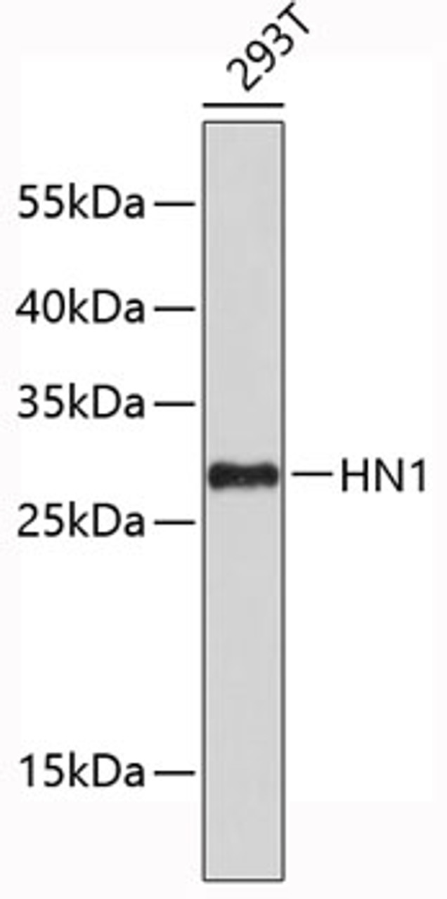 Western blot analysis of extracts of 293T cells, using HN1 antibody (19-450) .<br/>Secondary antibody: HRP Goat Anti-Rabbit IgG (H+L) at 1:10000 dilution.<br/>Lysates/proteins: 25ug per lane.<br/>Blocking buffer: 3% nonfat dry milk in TBST.