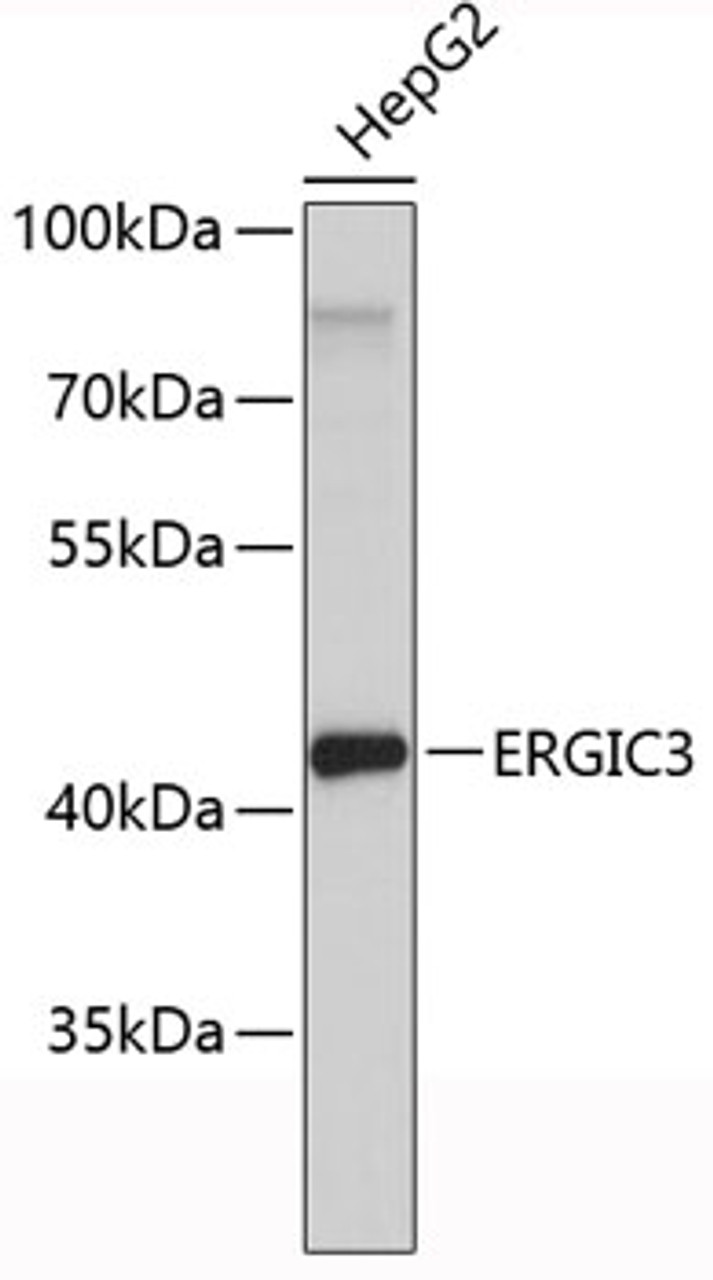 Western blot analysis of extracts of HepG2 cells, using ERGIC3 antibody (19-459) .<br/>Secondary antibody: HRP Goat Anti-Rabbit IgG (H+L) at 1:10000 dilution.<br/>Lysates/proteins: 25ug per lane.<br/>Blocking buffer: 3% nonfat dry milk in TBST.