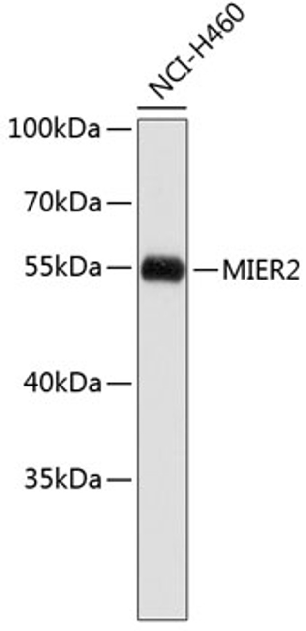 Western blot analysis of extracts of NCI-H460 cells, using MIER2 antibody (19-468) .<br/>Secondary antibody: HRP Goat Anti-Rabbit IgG (H+L) at 1:10000 dilution.<br/>Lysates/proteins: 25ug per lane.<br/>Blocking buffer: 3% nonfat dry milk in TBST.