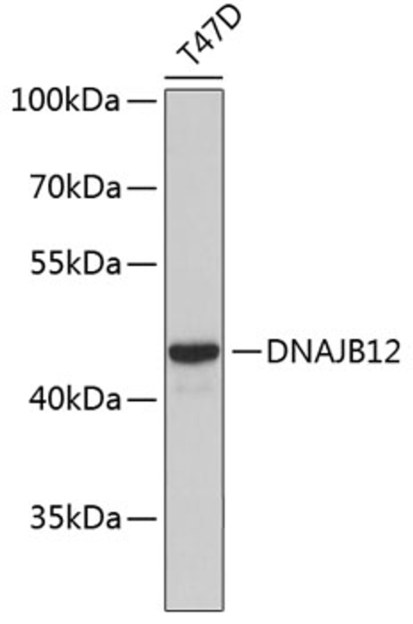 Western blot analysis of extracts of T47D cells, using DNAJB12 antibody (19-470) .<br/>Secondary antibody: HRP Goat Anti-Rabbit IgG (H+L) at 1:10000 dilution.<br/>Lysates/proteins: 25ug per lane.<br/>Blocking buffer: 3% nonfat dry milk in TBST.