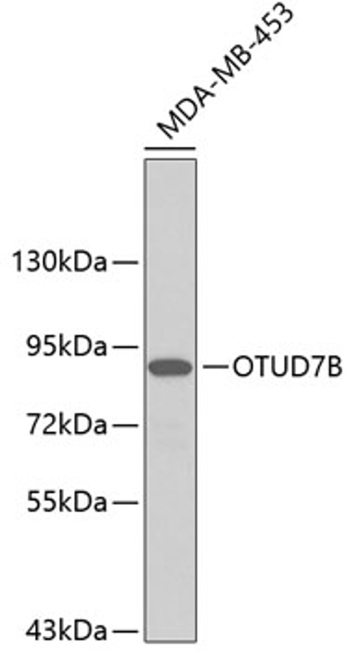 Western blot analysis of extracts of MDA-MB-453 cells, using OTUD7B antibody (19-491) .<br/>Secondary antibody: HRP Goat Anti-Rabbit IgG (H+L) at 1:10000 dilution.<br/>Lysates/proteins: 25ug per lane.<br/>Blocking buffer: 3% nonfat dry milk in TBST.