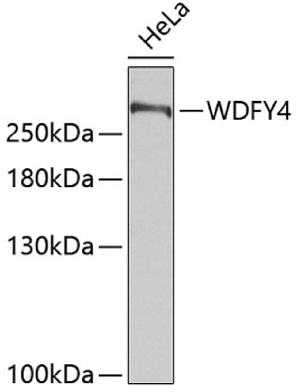 Western blot analysis of extracts of HeLa cells, using WDFY4 antibody (19-494) .<br/>Secondary antibody: HRP Goat Anti-Rabbit IgG (H+L) at 1:10000 dilution.<br/>Lysates/proteins: 25ug per lane.<br/>Blocking buffer: 3% nonfat dry milk in TBST.