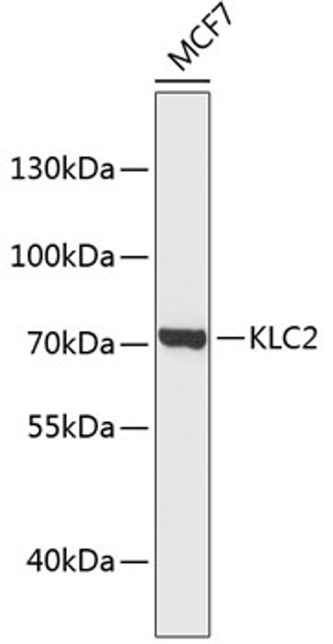 Western blot analysis of extracts of MCF-7 cells, using KLC2 antibody (19-502) .<br/>Secondary antibody: HRP Goat Anti-Rabbit IgG (H+L) at 1:10000 dilution.<br/>Lysates/proteins: 25ug per lane.<br/>Blocking buffer: 3% nonfat dry milk in TBST.