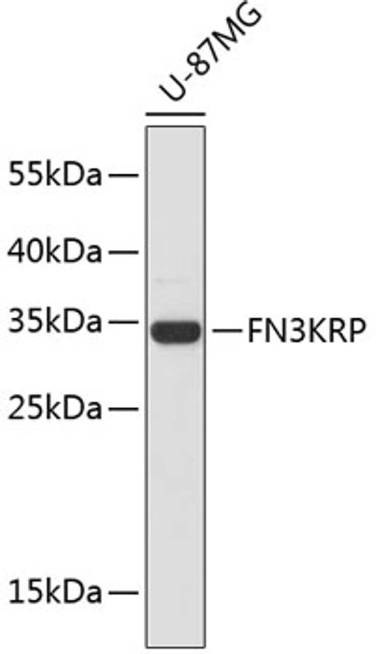 Western blot analysis of extracts of U-87MG cells, using FN3KRP antibody (19-513) .<br/>Secondary antibody: HRP Goat Anti-Rabbit IgG (H+L) at 1:10000 dilution.<br/>Lysates/proteins: 25ug per lane.<br/>Blocking buffer: 3% nonfat dry milk in TBST.