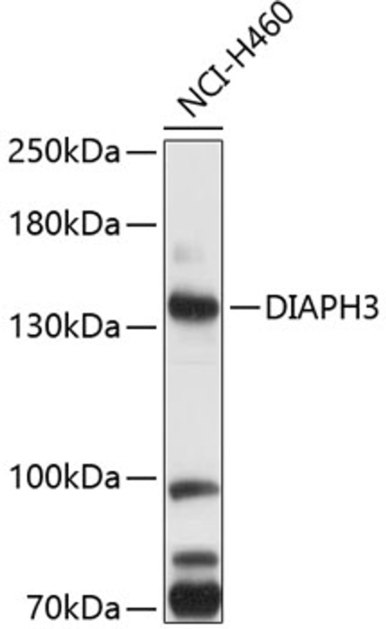 Western blot analysis of extracts of NCI-H460 cells, using DIAPH3 antibody (19-522) .<br/>Secondary antibody: HRP Goat Anti-Rabbit IgG (H+L) at 1:10000 dilution.<br/>Lysates/proteins: 25ug per lane.<br/>Blocking buffer: 3% nonfat dry milk in TBST.