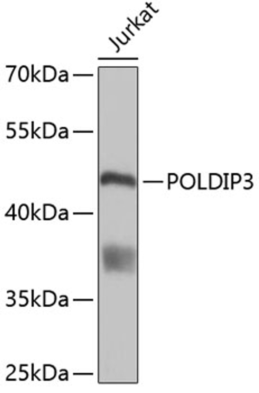 Western blot analysis of extracts of Jurkat cells, using POLDIP3 antibody (19-527) .<br/>Secondary antibody: HRP Goat Anti-Rabbit IgG (H+L) at 1:10000 dilution.<br/>Lysates/proteins: 25ug per lane.<br/>Blocking buffer: 3% nonfat dry milk in TBST.