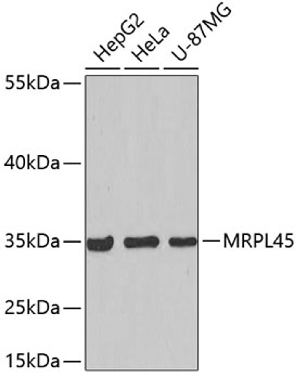 Western blot analysis of extracts of various cell lines, using MRPL45 antibody (19-528) .<br/>Secondary antibody: HRP Goat Anti-Rabbit IgG (H+L) at 1:10000 dilution.<br/>Lysates/proteins: 25ug per lane.<br/>Blocking buffer: 3% nonfat dry milk in TBST.