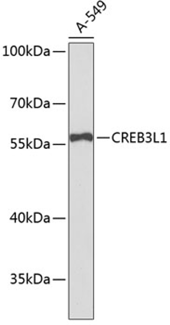 Western blot analysis of extracts of A-549 cells, using CREB3L1 antibody (19-531) .<br/>Secondary antibody: HRP Goat Anti-Rabbit IgG (H+L) at 1:10000 dilution.<br/>Lysates/proteins: 25ug per lane.<br/>Blocking buffer: 3% nonfat dry milk in TBST.