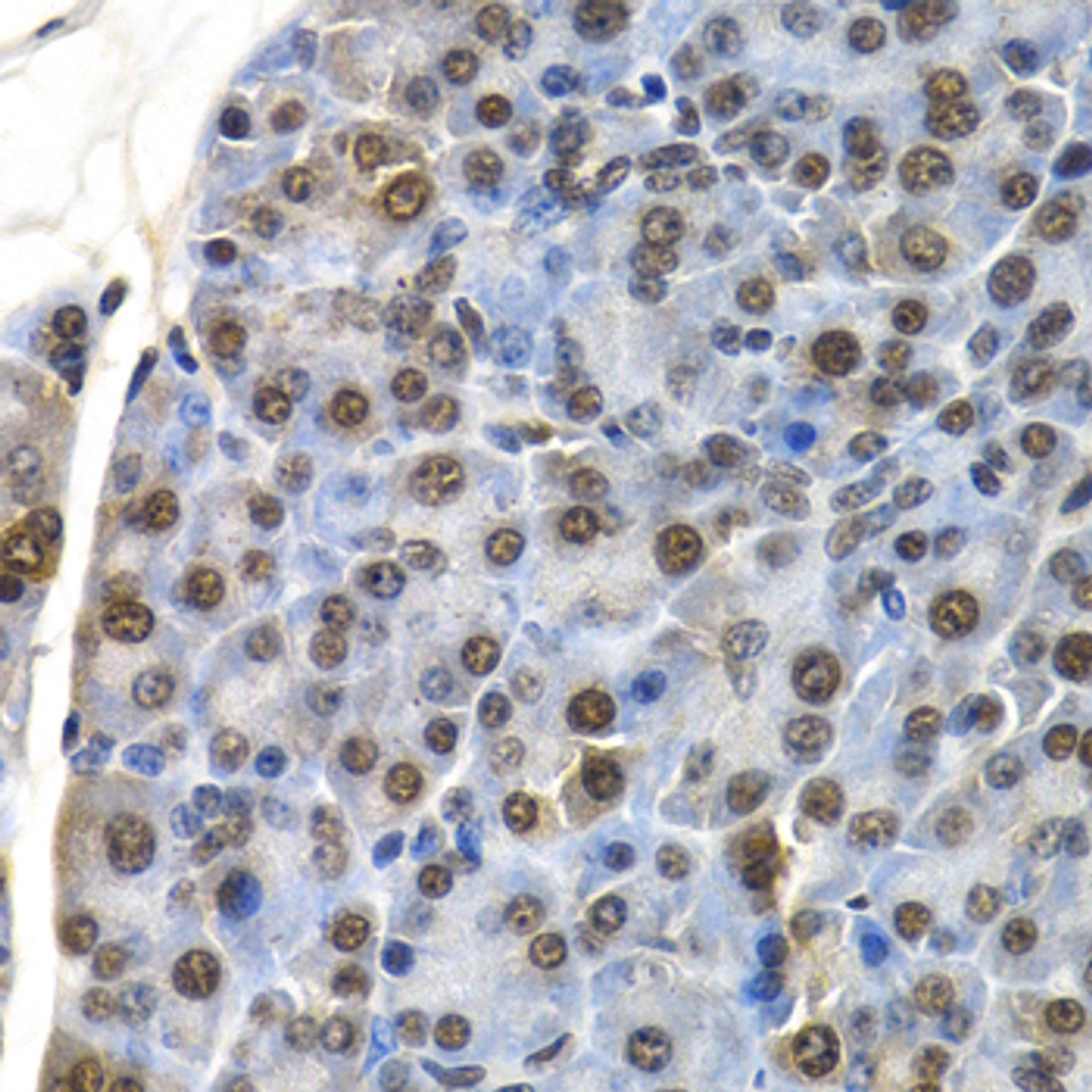 Immunohistochemistry of paraffin-embedded mouse kidney using ID3 antibody (19-624) at dilution of 1:200 (40x lens) .