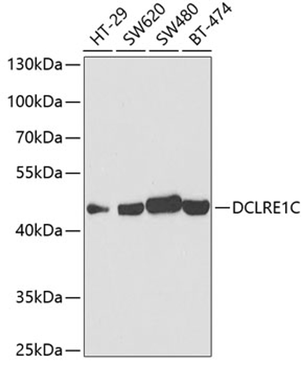 Western blot analysis of extracts of various cell lines, using DCLRE1C antibody (19-757) at 1:1000 dilution.<br/>Secondary antibody: HRP Goat Anti-Rabbit IgG (H+L) at 1:10000 dilution.<br/>Lysates/proteins: 25ug per lane.<br/>Blocking buffer: 3% nonfat dry milk in TBST.<br/>Detection: ECL Basic Kit.<br/>Exposure time: 90s.