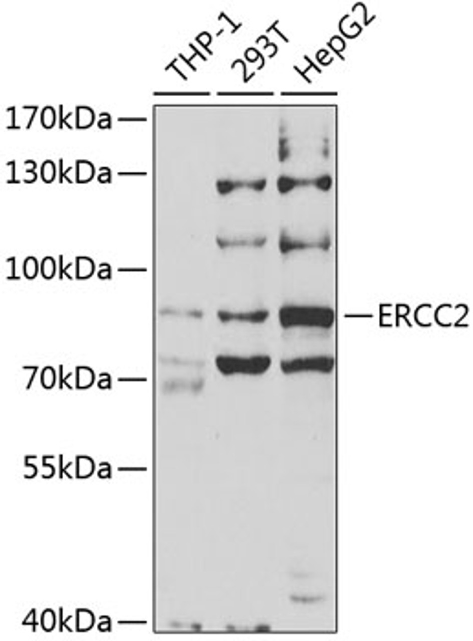 Western blot analysis of extracts of various cell lines, using ERCC2 antibody (19-771) at 1:1000 dilution.<br/>Secondary antibody: HRP Goat Anti-Rabbit IgG (H+L) at 1:10000 dilution.<br/>Lysates/proteins: 25ug per lane.<br/>Blocking buffer: 3% nonfat dry milk in TBST.