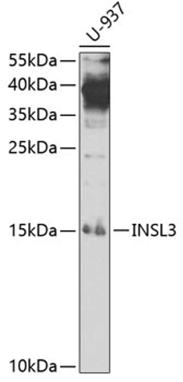 Western blot analysis of extracts of U-937 cells, using INSL3 antibody (19-819) at 1:1000 dilution.<br/>Secondary antibody: HRP Goat Anti-Rabbit IgG (H+L) at 1:10000 dilution.<br/>Lysates/proteins: 25ug per lane.<br/>Blocking buffer: 3% nonfat dry milk in TBST.