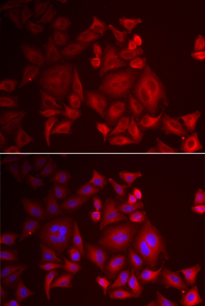 Immunofluorescence analysis of U2OS cells using XCL1 antibody (22-198) . Blue: DAPI for nuclear staining.