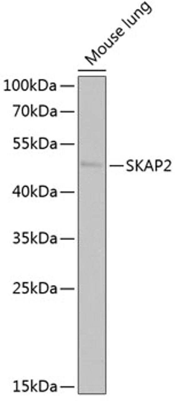 Western blot analysis of extracts of mouse lung, using SKAP2 antibody (22-220) at 1:1000 dilution.<br/>Secondary antibody: HRP Goat Anti-Rabbit IgG (H+L) at 1:10000 dilution.<br/>Lysates/proteins: 25ug per lane.<br/>Blocking buffer: 3% nonfat dry milk in TBST.<br/>Detection: ECL Basic Kit.<br/>Exposure time: 30s.