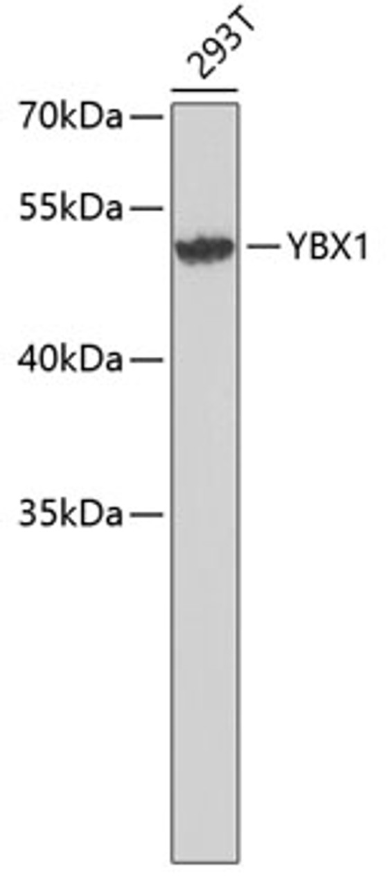 Western blot analysis of extracts of 293T cells, using YBX1 antibody (22-493) .<br/>Secondary antibody: HRP Goat Anti-Rabbit IgG (H+L) at 1:10000 dilution.<br/>Lysates/proteins: 25ug per lane.<br/>Blocking buffer: 3% nonfat dry milk in TBST.