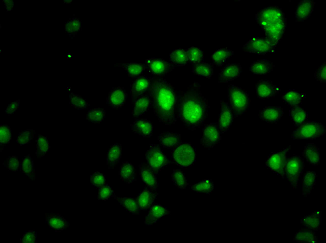 Immunofluorescence analysis of U2OS cells using HOXB7 antibody (22-559) .
