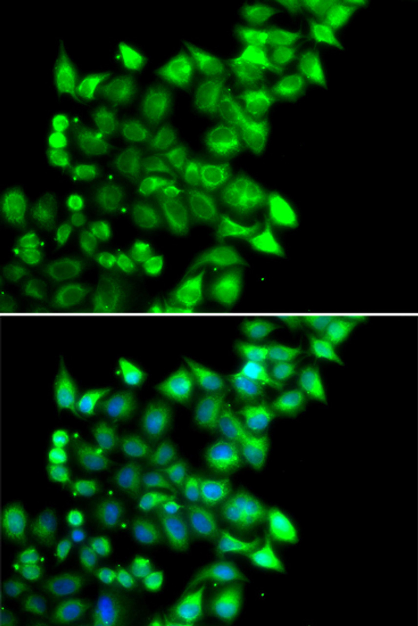 Immunofluorescence analysis of U2OS cells using MEST antibody (22-564) . Blue: DAPI for nuclear staining.