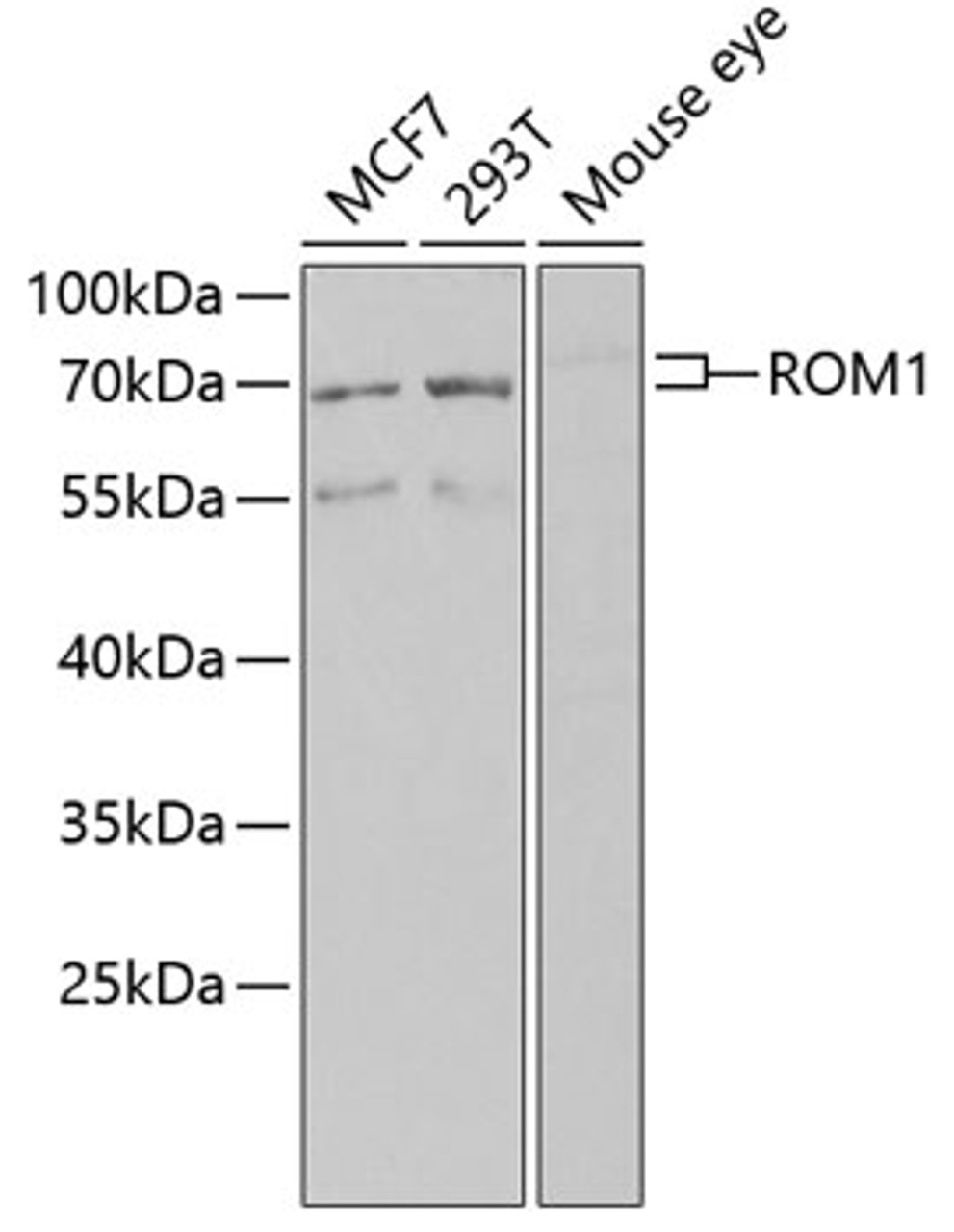 Western blot analysis of extracts of various cell lines, using ROM1 antibody (22-596) at 1:1000 dilution.<br/>Secondary antibody: HRP Goat Anti-Rabbit IgG (H+L) at 1:10000 dilution.<br/>Lysates/proteins: 25ug per lane.<br/>Blocking buffer: 3% nonfat dry milk in TBST.<br/>Detection: ECL Basic Kit.<br/>Exposure time: 90s.