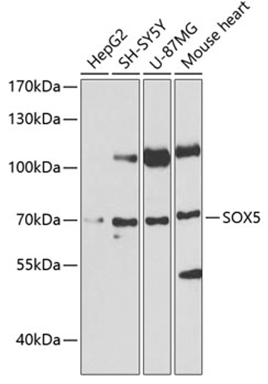 Western blot analysis of extracts of various cell lines, using SOX5 antibody (22-607) at 1:1000 dilution.<br/>Secondary antibody: HRP Goat Anti-Rabbit IgG (H+L) at 1:10000 dilution.<br/>Lysates/proteins: 25ug per lane.<br/>Blocking buffer: 3% nonfat dry milk in TBST.<br/>Detection: ECL Basic Kit.<br/>Exposure time: 3s.