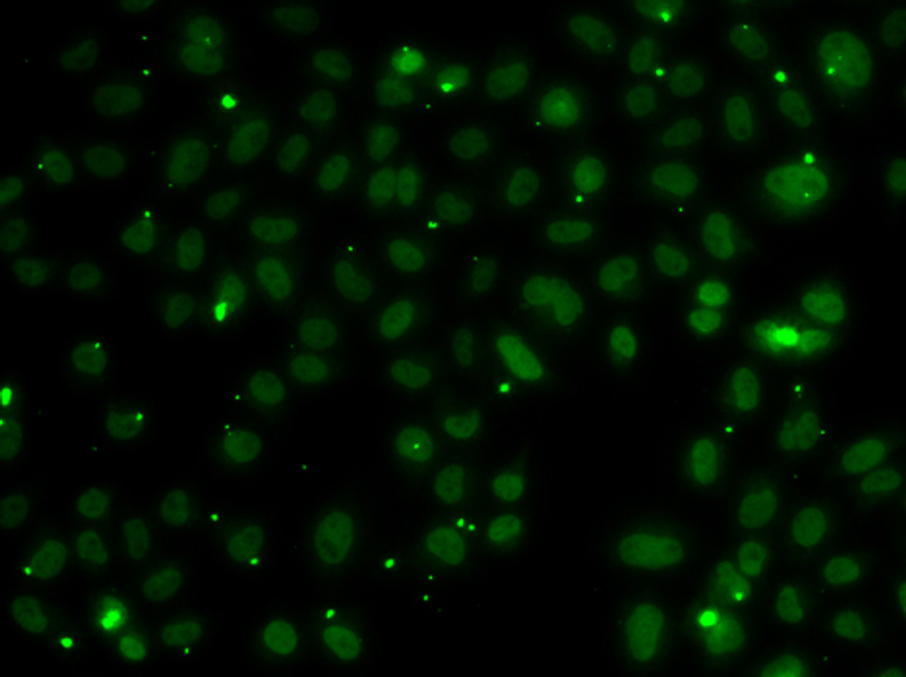 Immunofluorescence analysis of A549 cells using NSL1 antibody (22-688) .